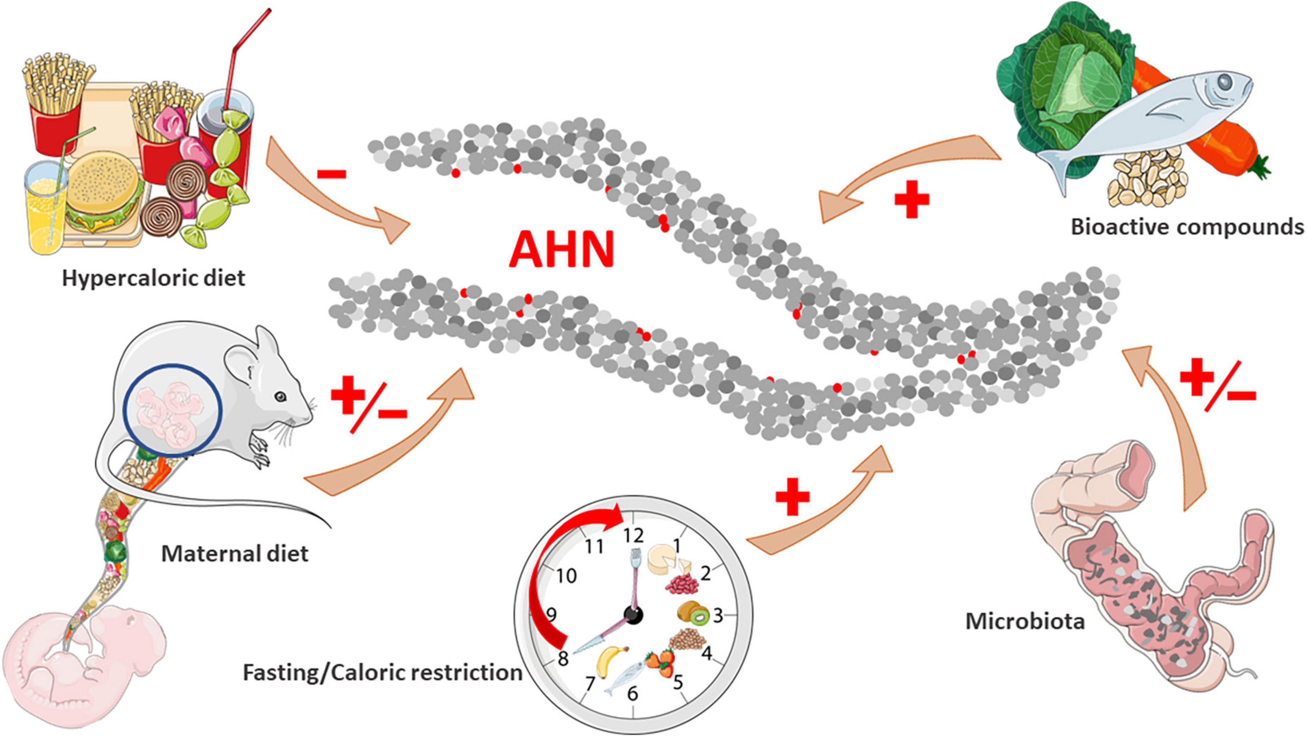 Nutrition and adult neurogenesis in the hippocampus: Does what you eat help you remember?